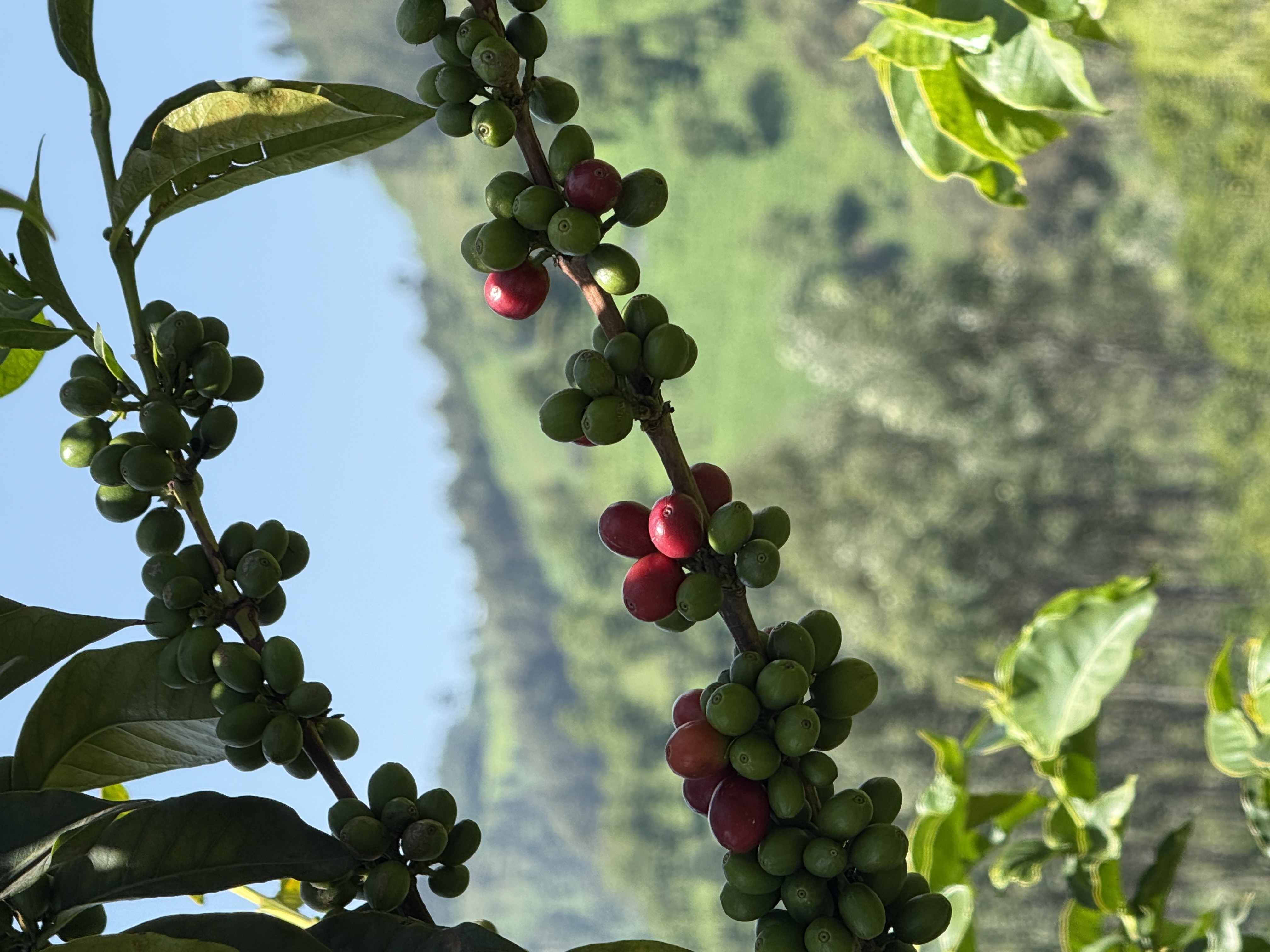 Coffee cherries in various stages of ripeness with Nandi Hills landscape showing selective harvesting process