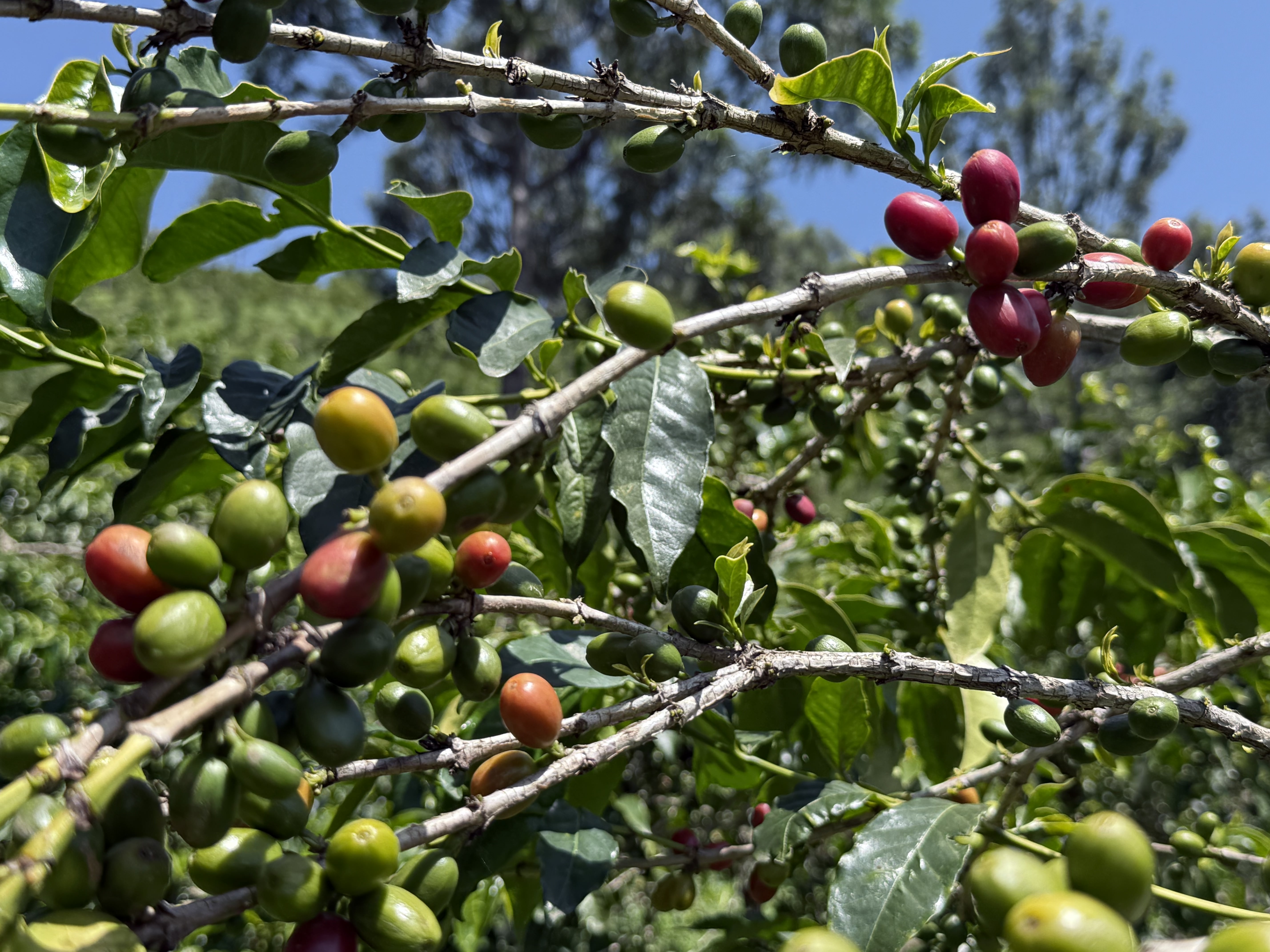 Coffee cherries in various stages of ripeness on our farm showing quality selection process