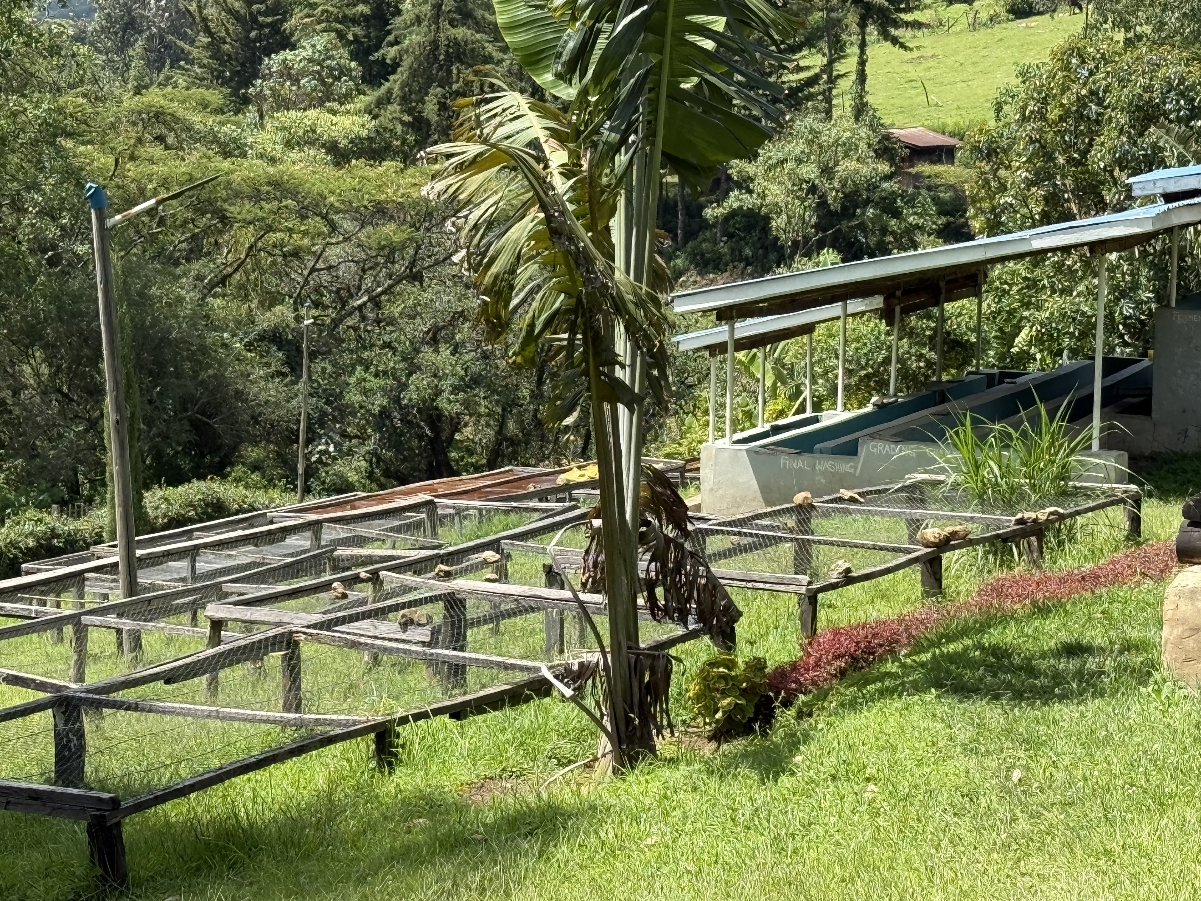 Coffee drying beds at our processing facility showing raised beds for optimal airflow and consistent drying