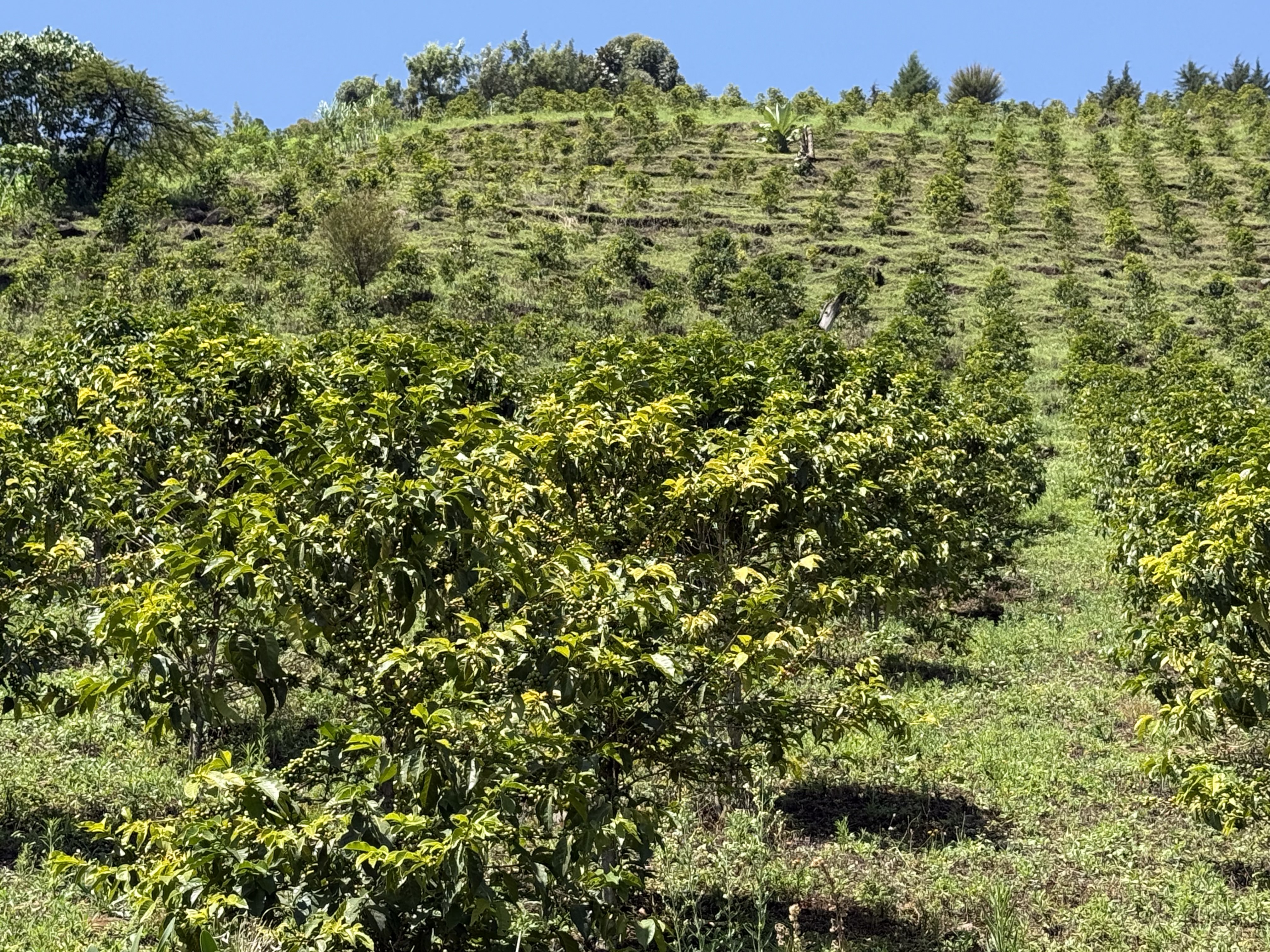 Ol'ochoy Coffee Farm in Nandi County, Kenya showing coffee plants at 2000m altitude with volcanic soil