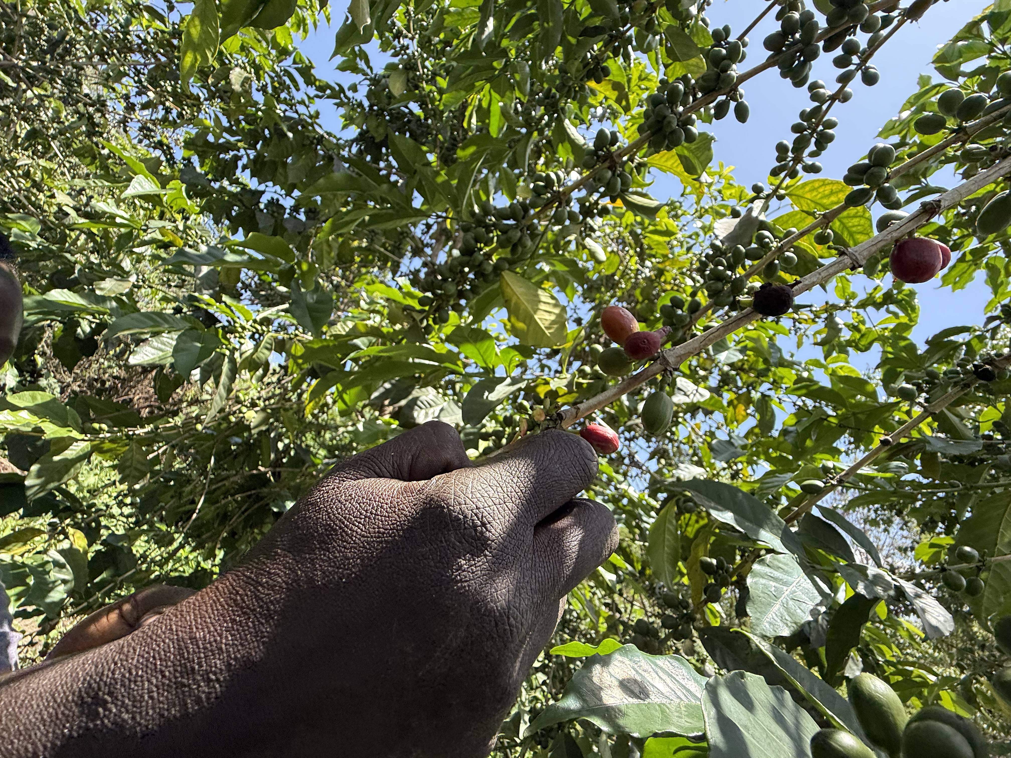 Hand-picking coffee cherries at Ol'ochoy Coffee Farm showing skilled workers selecting ripe cherries