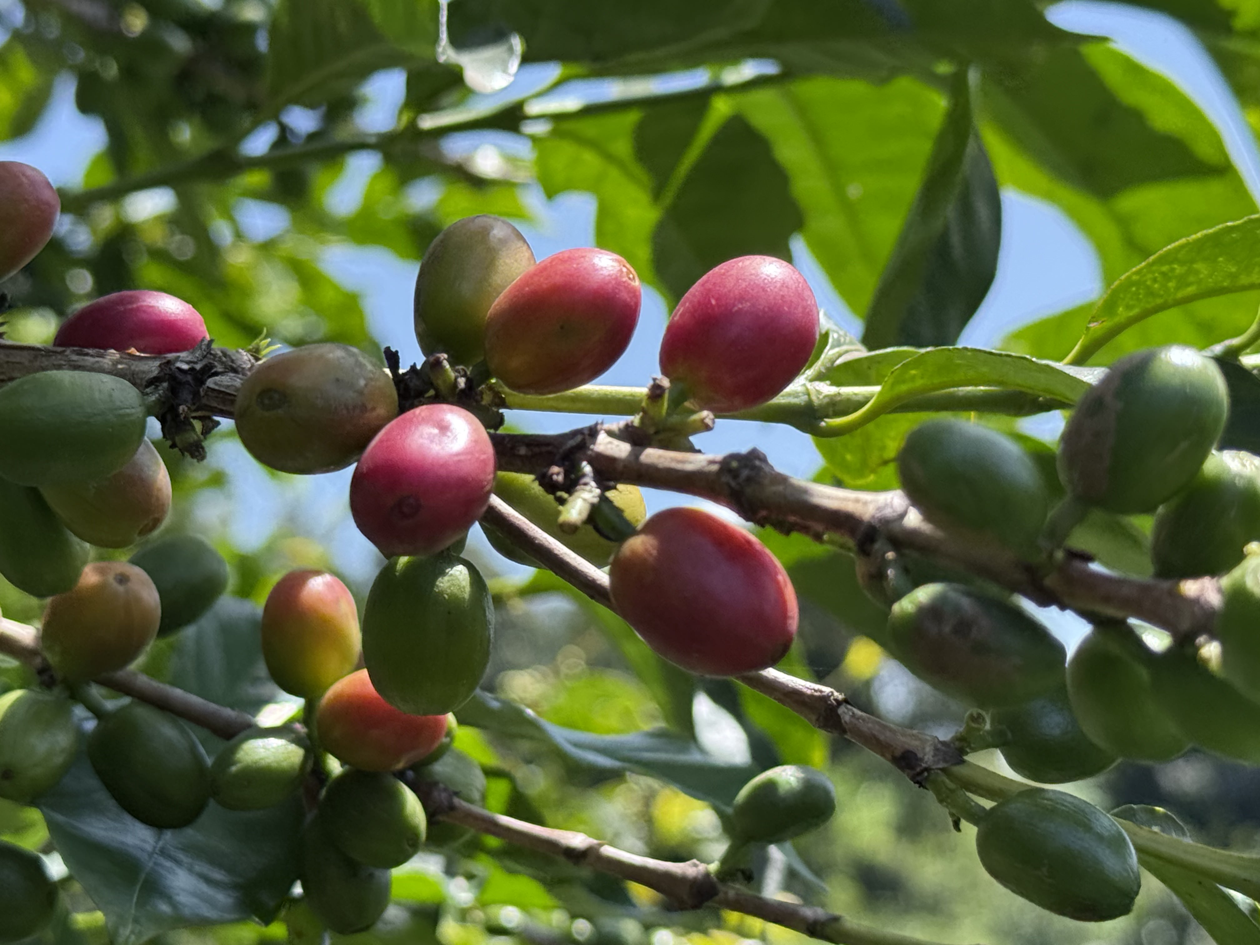 Ripe red coffee cherries on our farm in Meteitei, Nandi County showing perfect ripeness for harvesting