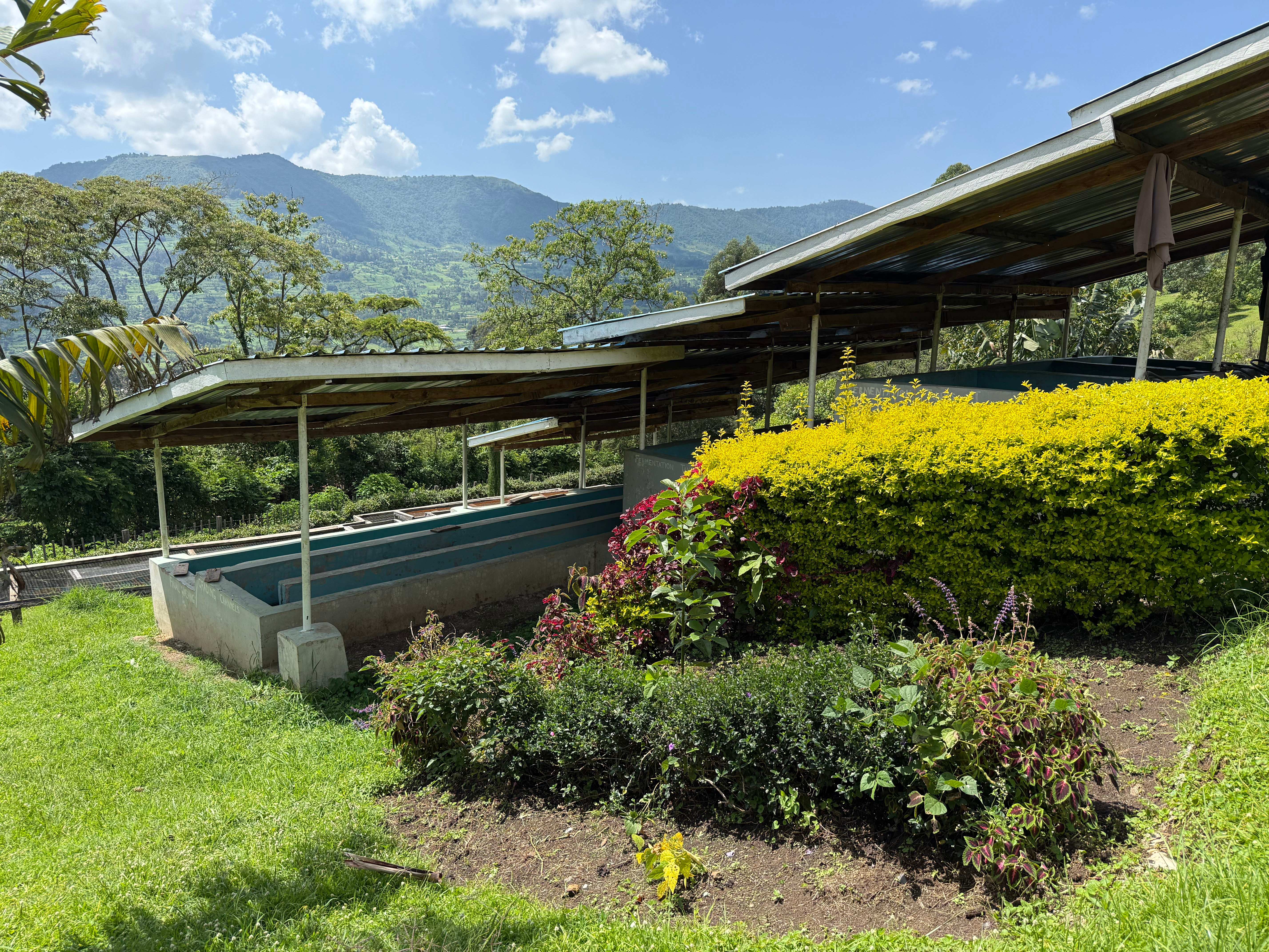 Our professional washing station facility with modern equipment for coffee processing